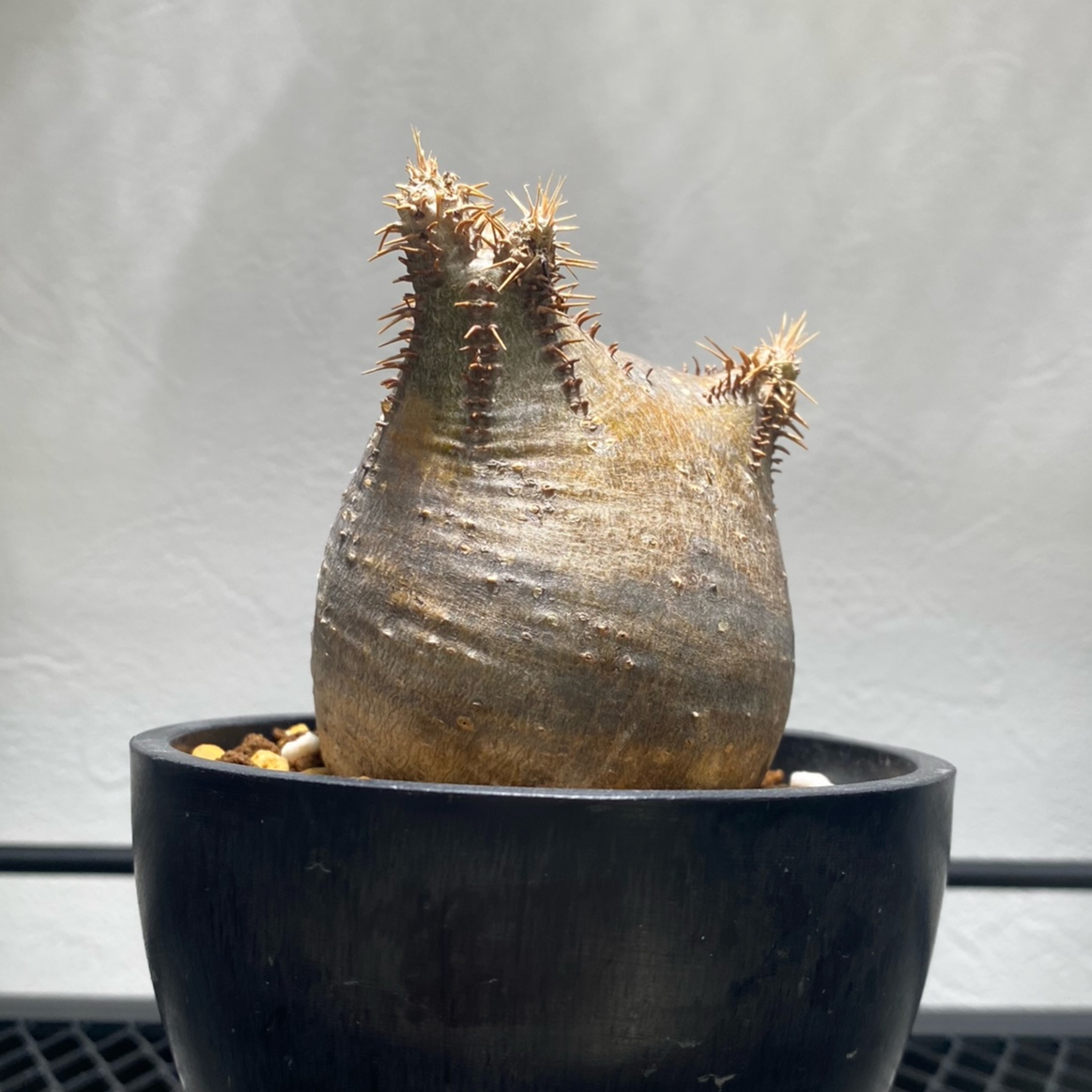 パキポディウム グラキリス No.403 | misomaru_base