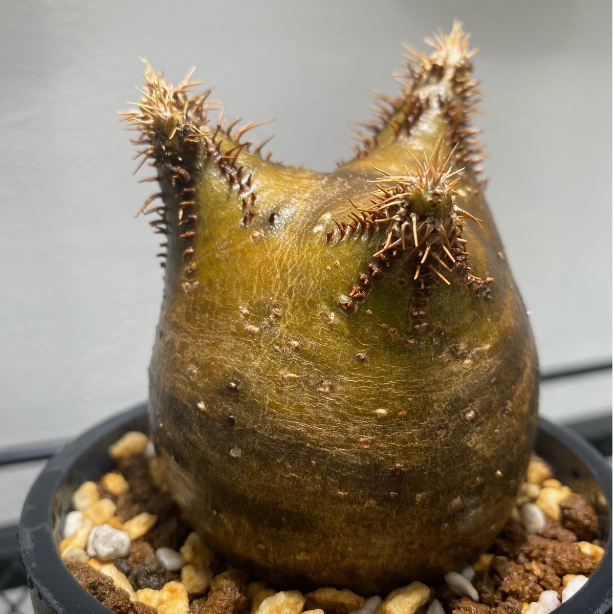 パキポディウム グラキリス No.403 | misomaru_base