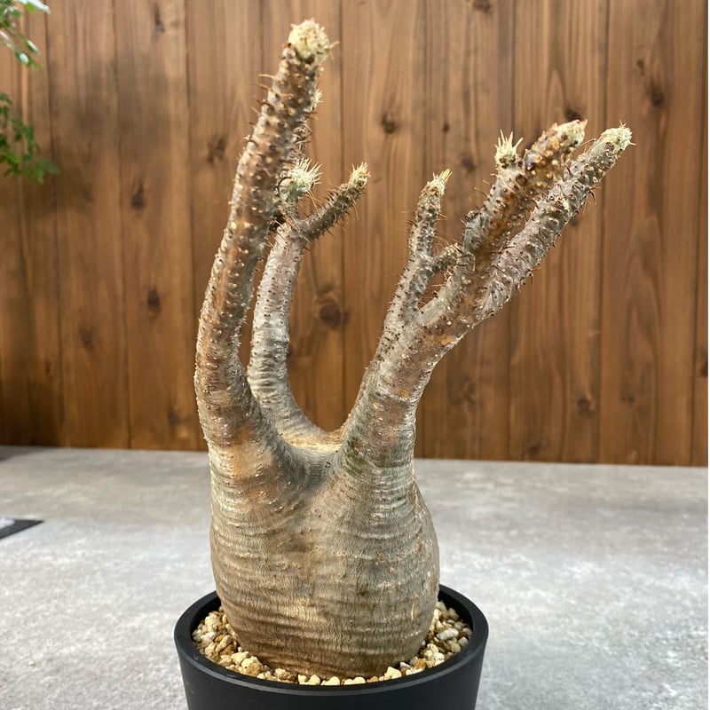 パキポディウム グラキリス No.1692 | misomaru_base