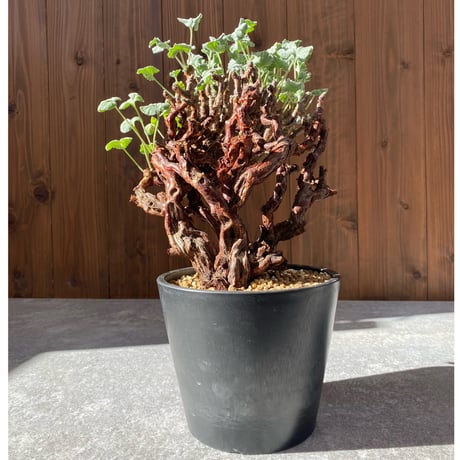 s*h様 ペラルゴニウムミラビレ ペラルゴニウム ミラビレ | GREEN LUCK