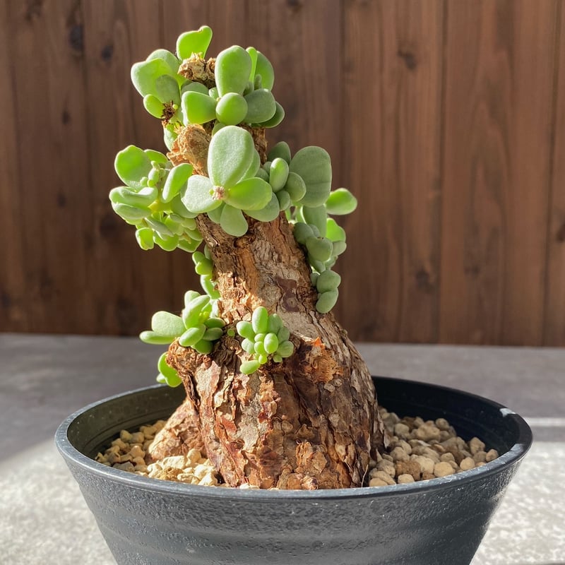 ケラリア ピグマエア No.1694 | misomaru_base