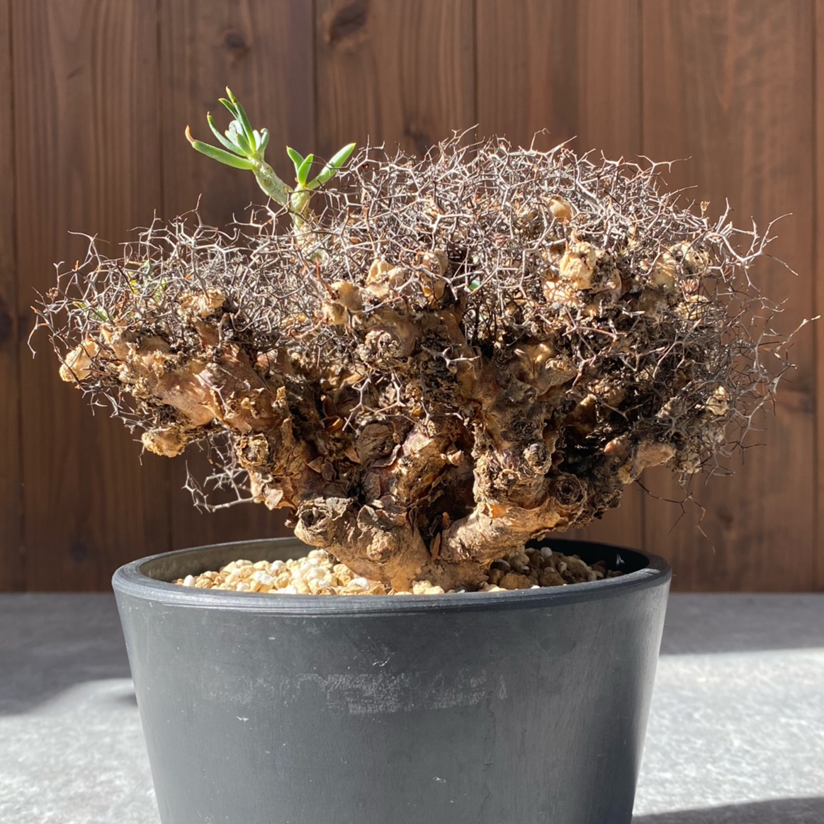 チレコドン　レティキュラーツス チレコドン レティキュラーツス No.176 | misomaru_base