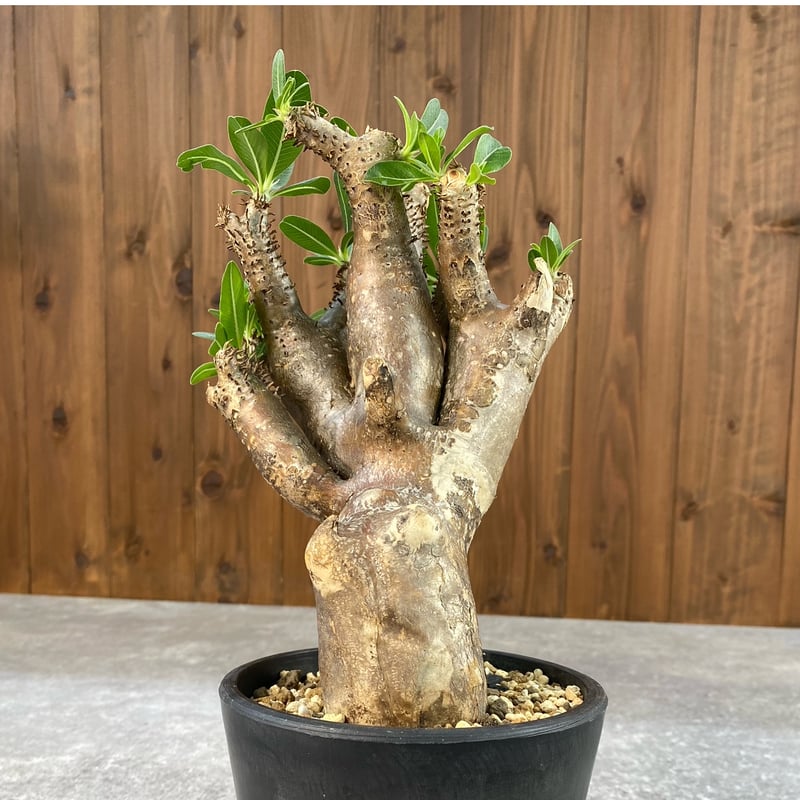 パキポディウム イノピナツム No.1539 | misomaru_base