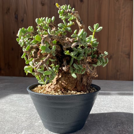 EMP ケラリア ピグマエア / CX156 EMP ケラリア ピグマエア / CX156 楽天市場】