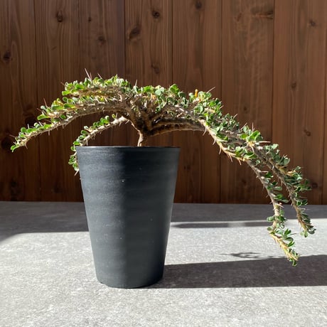 サルコカウロンバンデリエティアエ | STORES