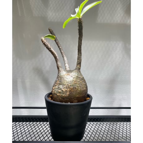 パキポディウムグラキリス | STORES