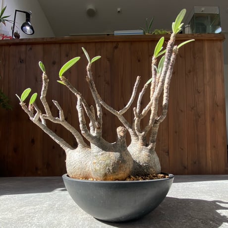 グラキリス | STORES