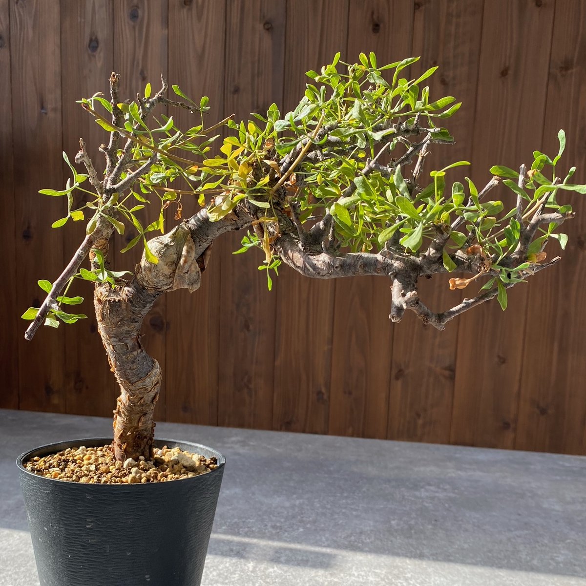 コミフォラ フォリアセア No.1395 | misomaru_base