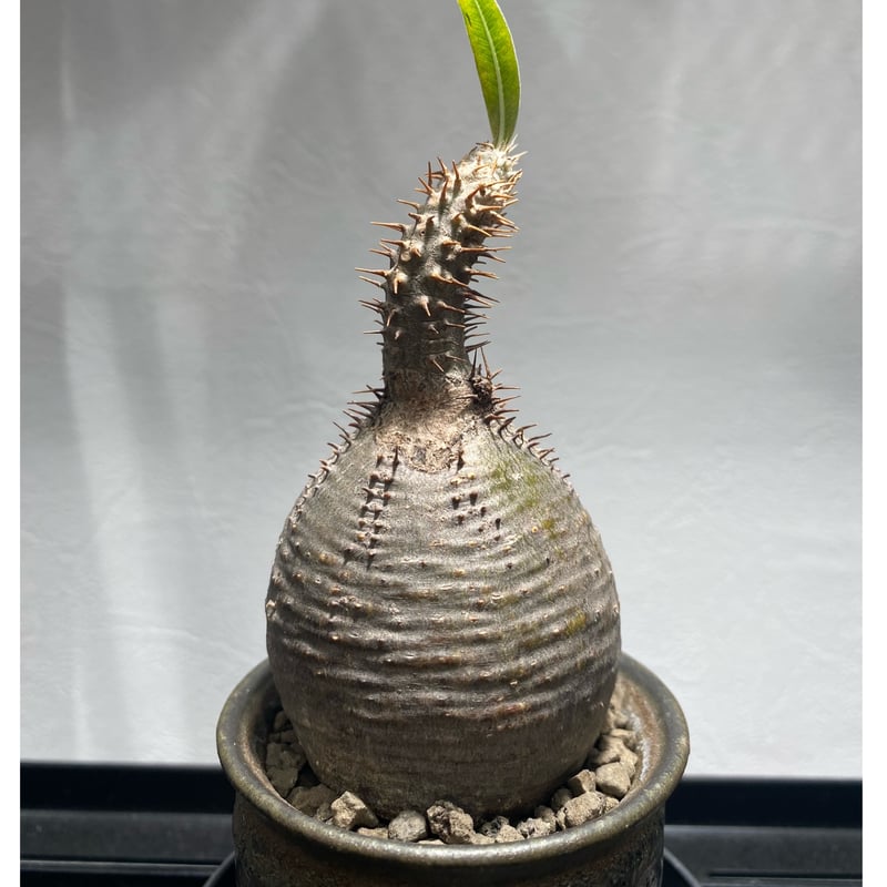 パキポディウム グラキリス No.423 | misomaru_base