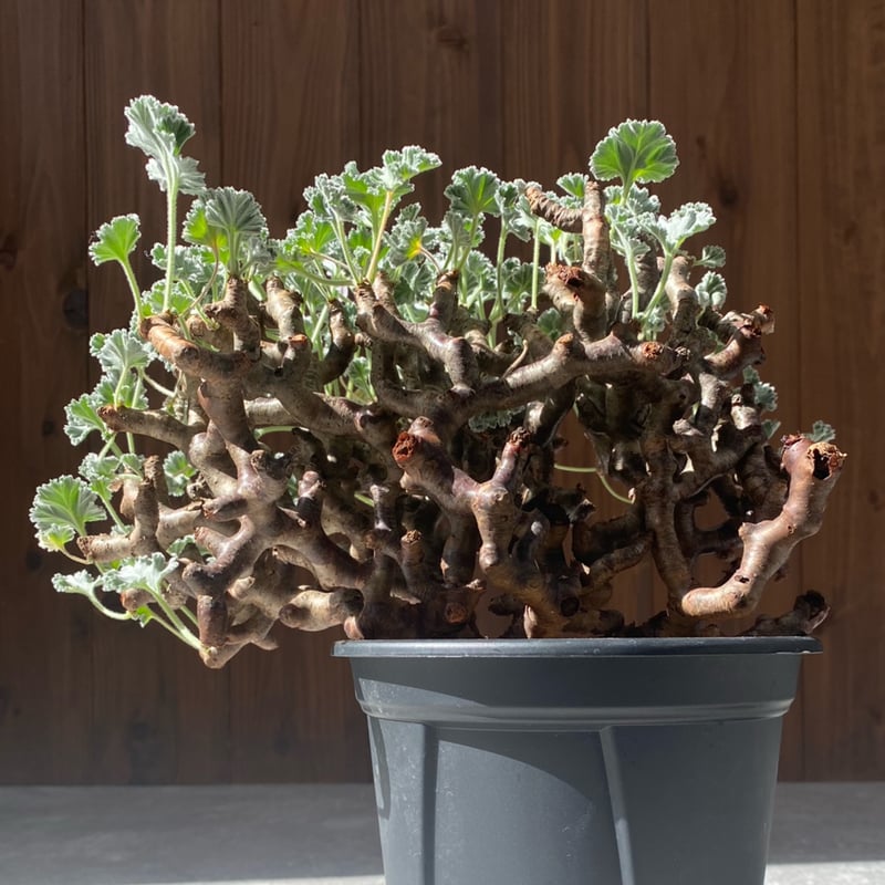 ペラルゴニウム ミラビレ No.26-85 | misomaru_base