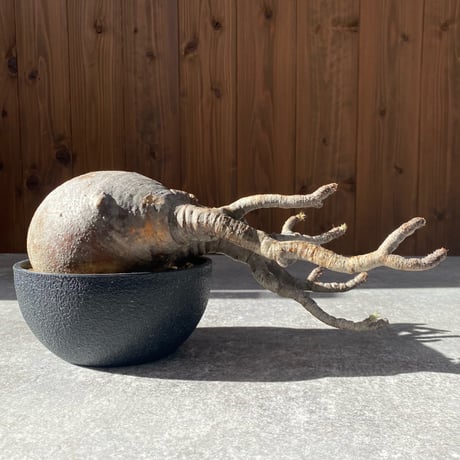 パキポディウムグラキリス | STORES