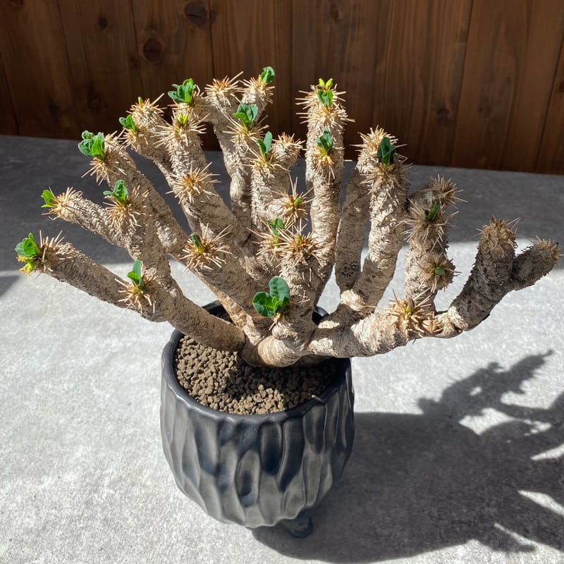 ユーフォルビア ギラウミニアナ No.26-130 | misomaru_base