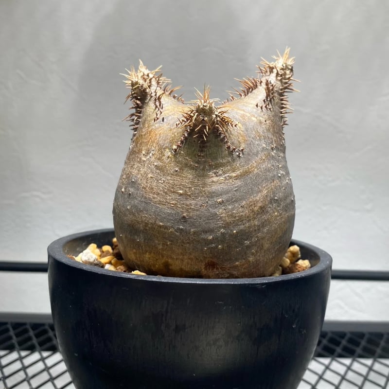 パキポディウム　グラキリス パキポディウム グラキリス No.403 | misomaru_base