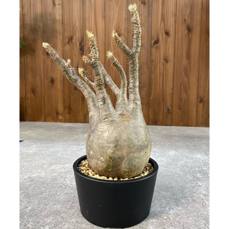 パキポディウムグラキリス | STORES