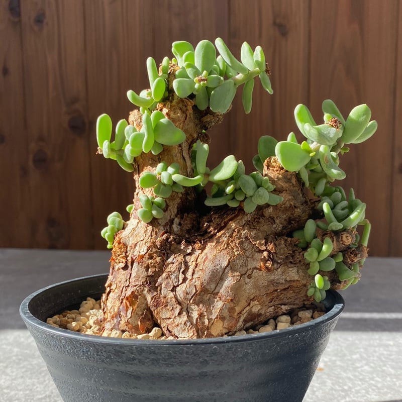 ケラリア ピグマエア No.1694 | misomaru_base