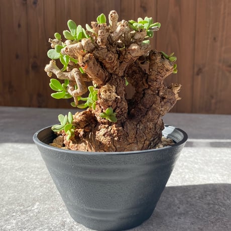 ケラリアピグマエア | STORES