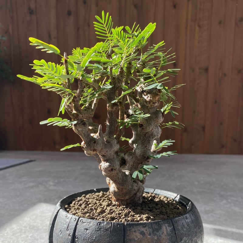 センナ メリディオナリス No.1218 | misomaru_base