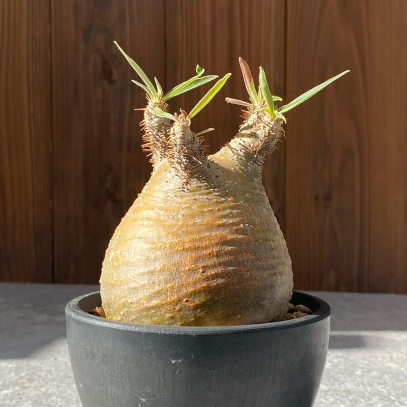 パキポディウム グラキリス No.81 | misomaru_base