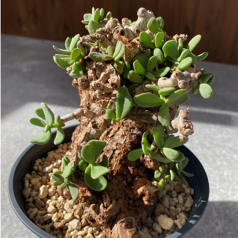 ケラリア ピグマエア No.1706 | misomaru_base