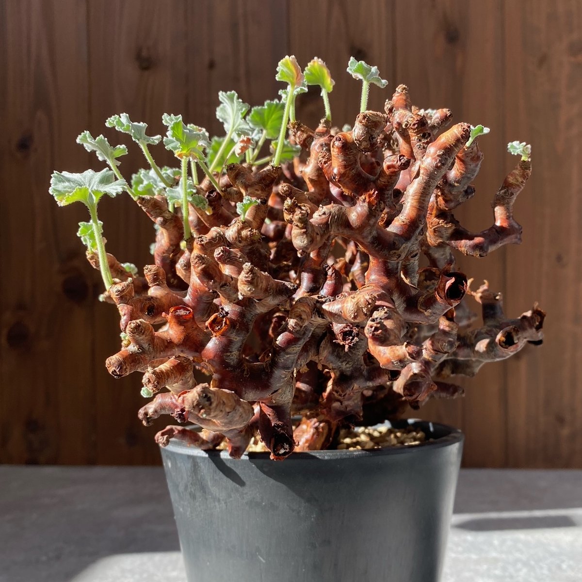 bon25　ペラルゴニウム ミラビレ bon25 ペラルゴニウム ミラビレ ペラルゴニウム ミラビレ良形！ 【公式