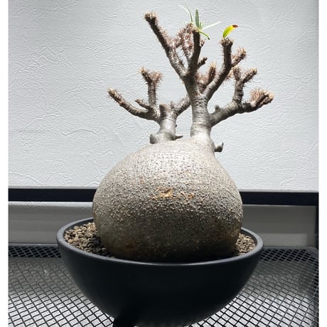 早い者勝ち！　パキポディウム グラキリス　現地株　たけろうポット パキポディウム グラキリス 現地球 丸株 発根済み たけろうポット