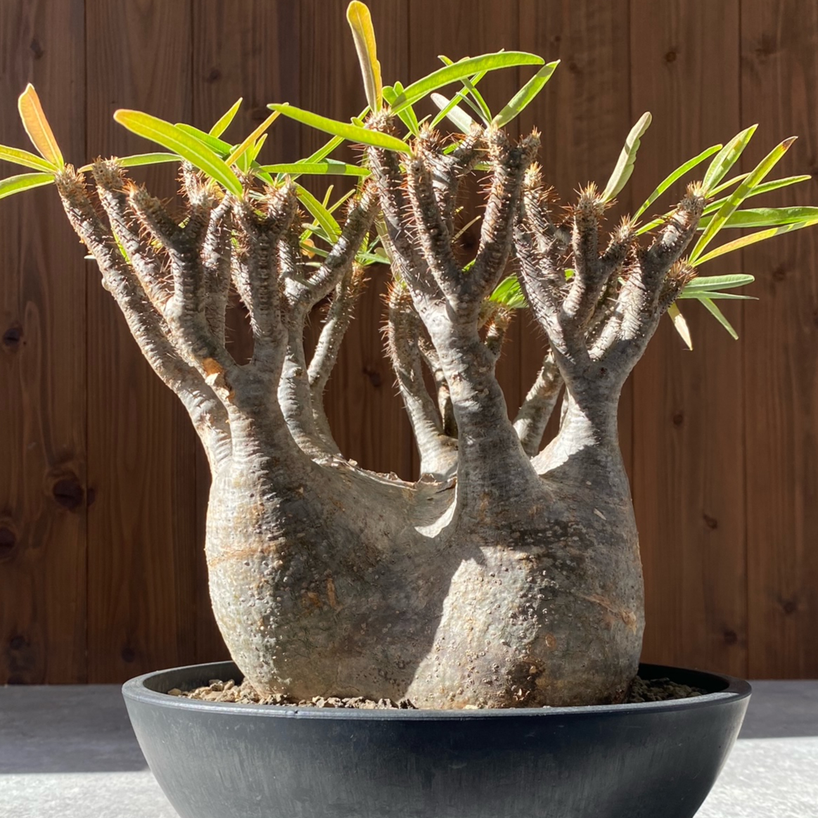 パキポディウム グラキリス No.213 | misomaru_base