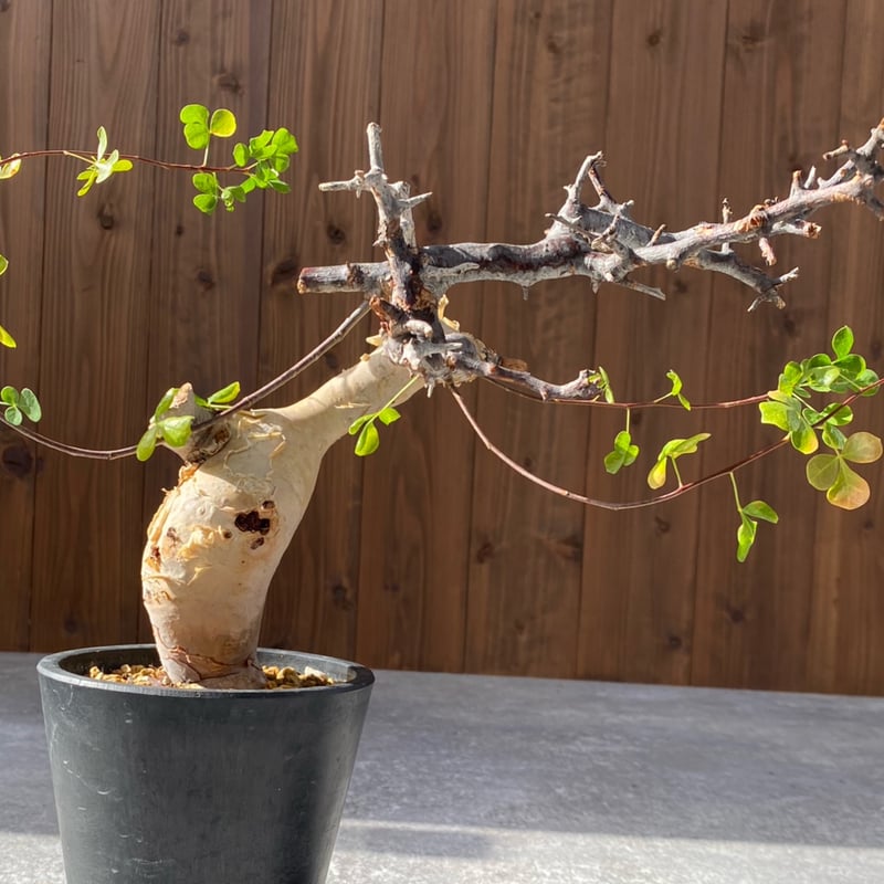 コミフォラ カタフ ピュア No.1309 | misomaru_base