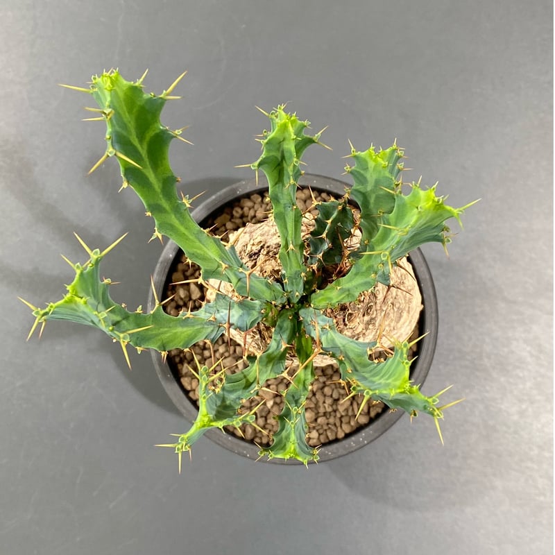 ユーフォルビアクラビゲラ No.1142 | misomaru_base