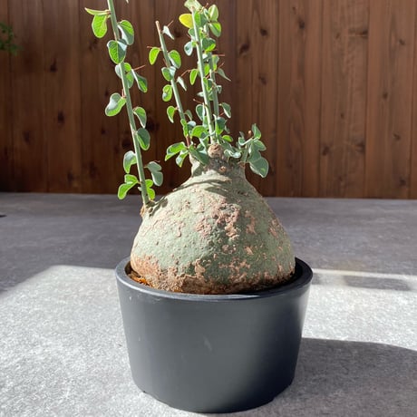 アデニアスピノーサ アデニアスピノーサ | STORES