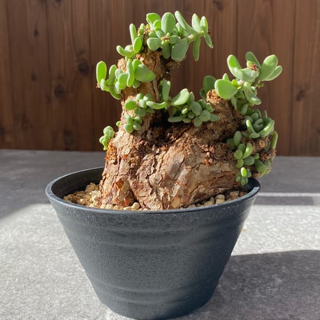 ケラリアピグマエア | STORES