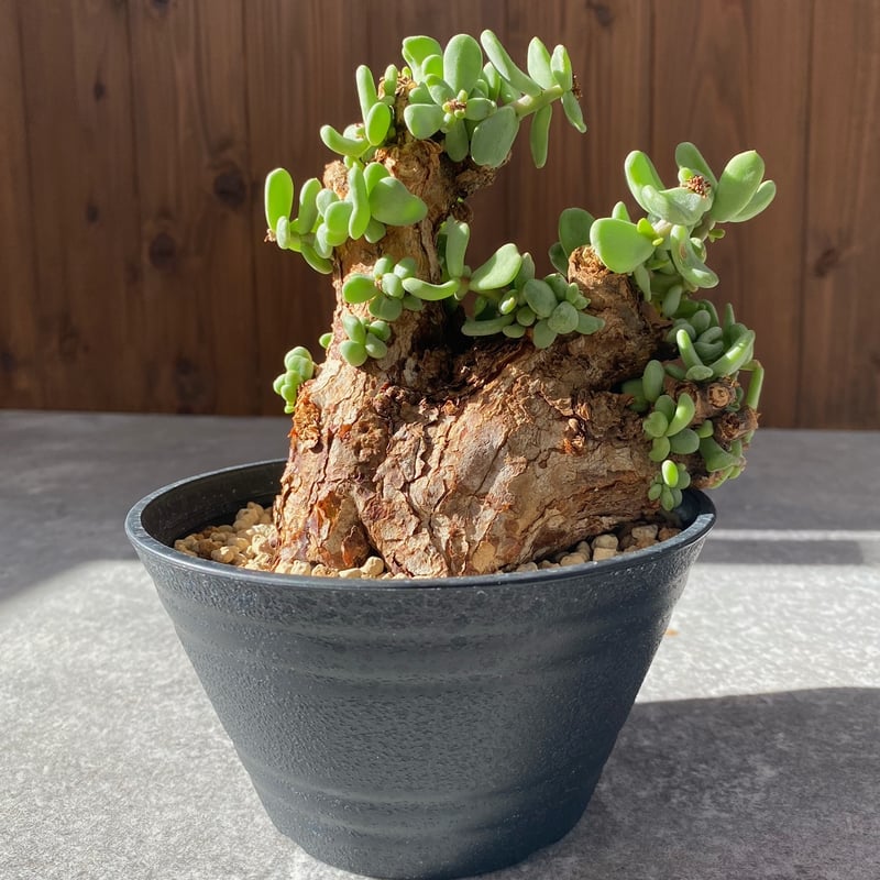 ケラリア　ピグマエア ケラリア ピグマエア No.1694 | misomaru_base