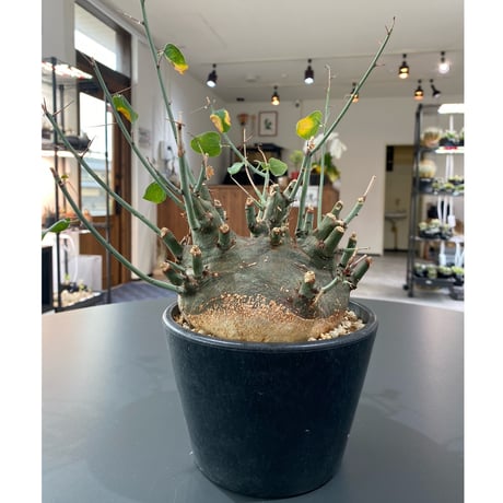 スピノーサ | STORES 