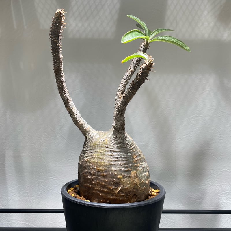 パキポディウム グラキリス No.1693 | misomaru_base