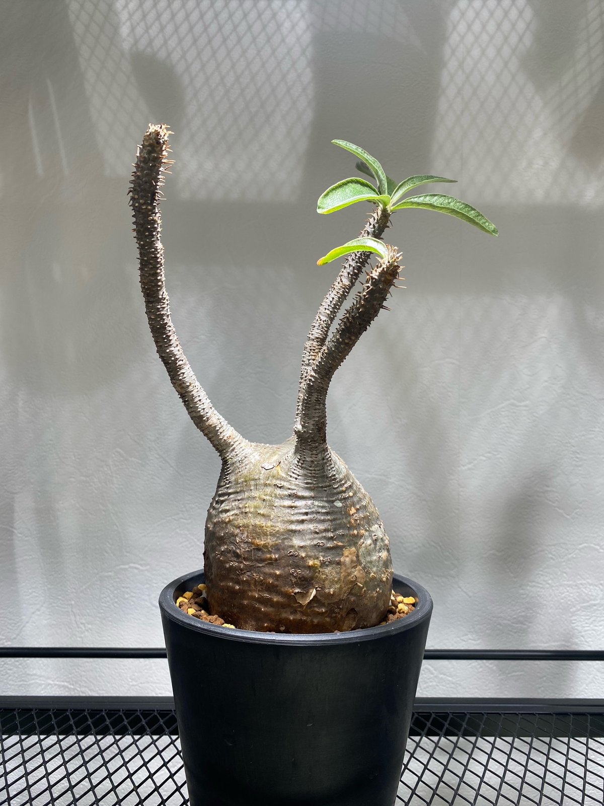 パキポディウム グラキリス No.1693 | misomaru_base