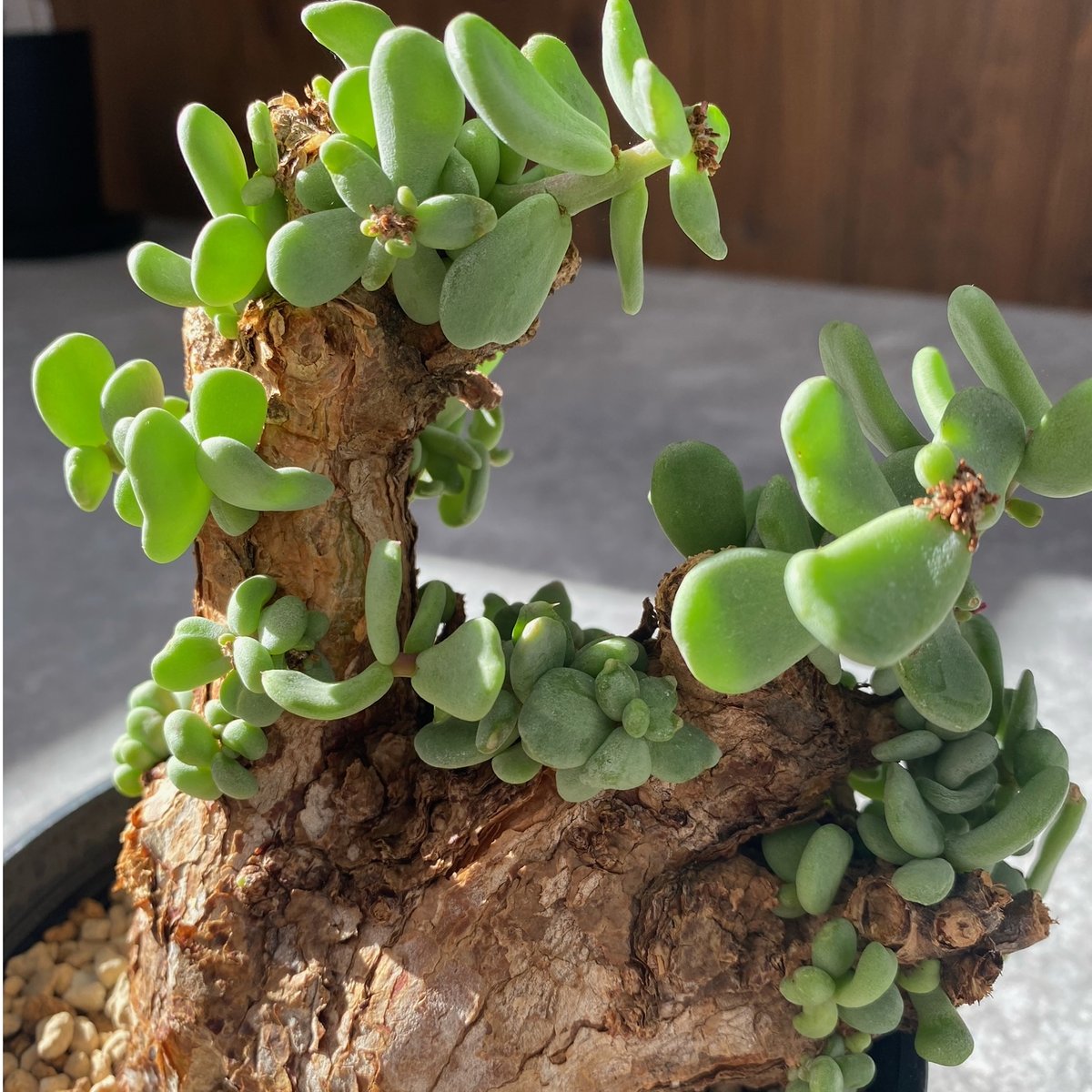 DOGMA　ケラリア ピグマエア ケラリア ピグマエア | mana's farm:塊根植物・アガベ・ドライガーデン