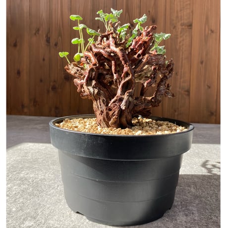 ペラルゴニウムミラビレ | STORES