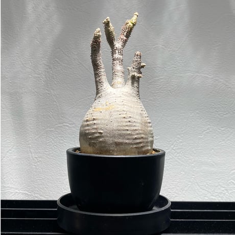 パキポディウムグラキリス | STORES