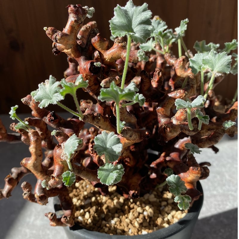 ペラルゴニウム ミラビレ No.1709 | misomaru_base