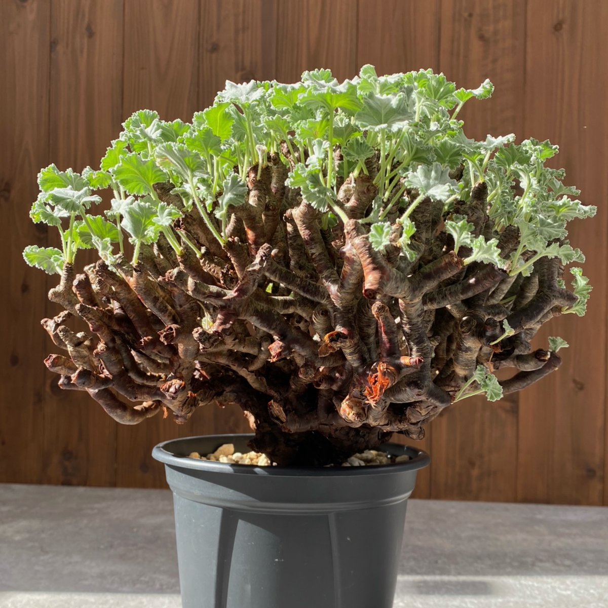 ペラルゴニウム ミラビレ No.1595 | misomaru_base