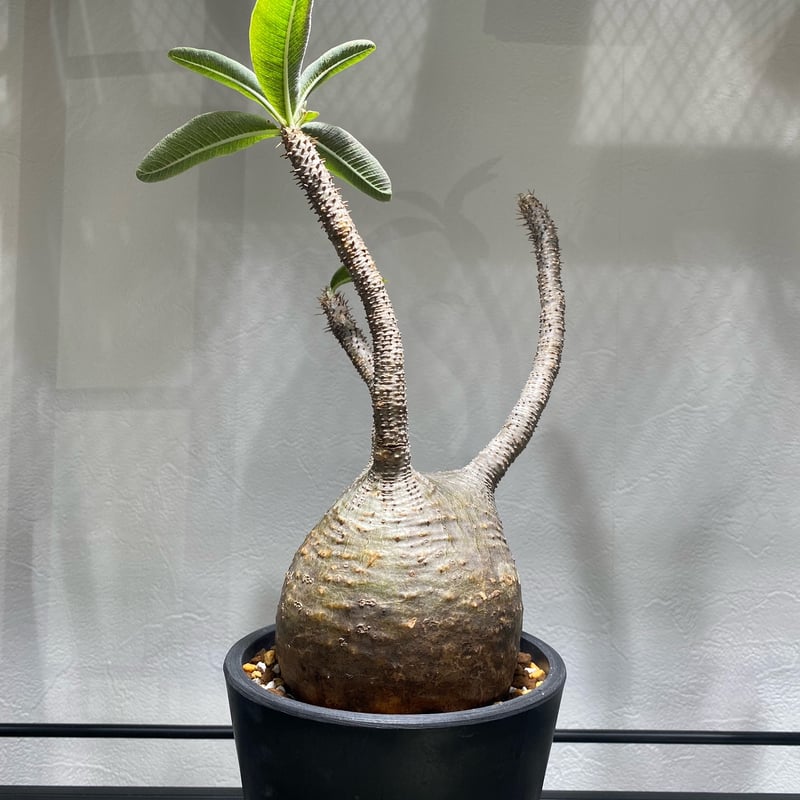 パキポディウム グラキリス No.1693 | misomaru_base