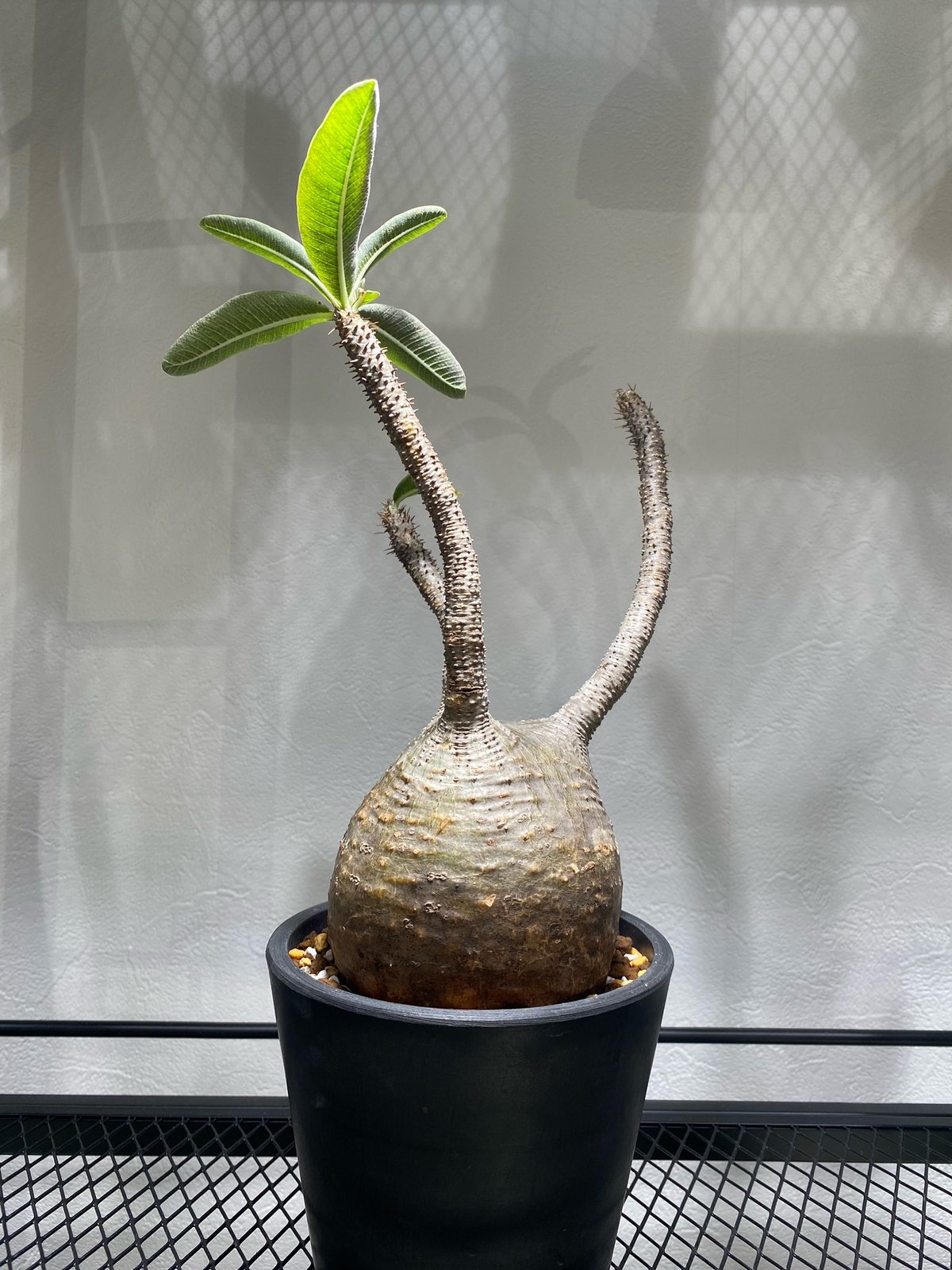 パキポディウム グラキリス No.1693 | misomaru_base