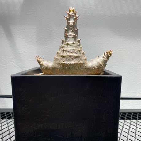 パキポディウムグラキリス | STORES