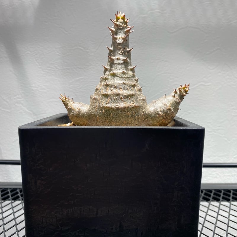 パキポディウム ウィンゾリー No.1267 | misomaru_base