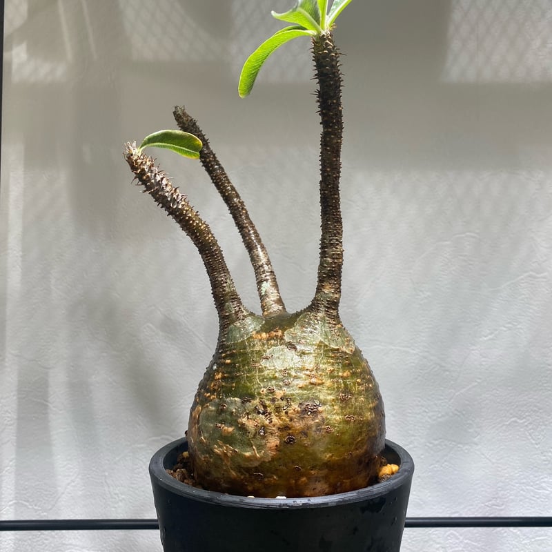 パキポディウム グラキリス No.1693 | misomaru_base