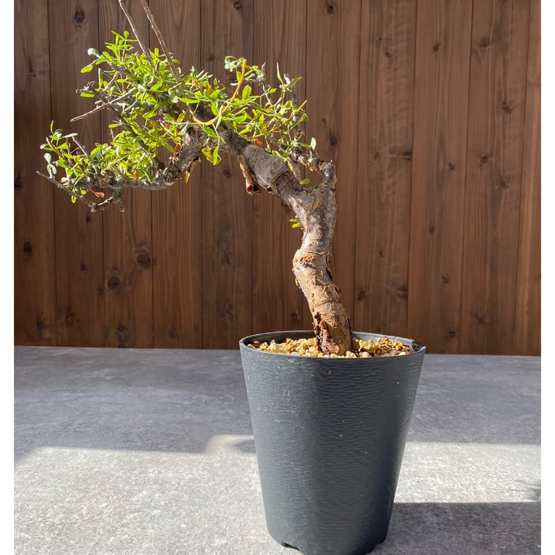 コミフォラ・フォリアセア 発根済み鉢付き 現地株 観葉植物 コミフォラ