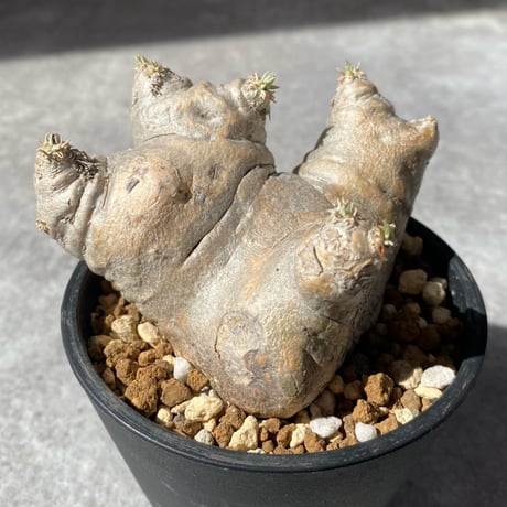 パキポディウムブレビカウレ | STORES