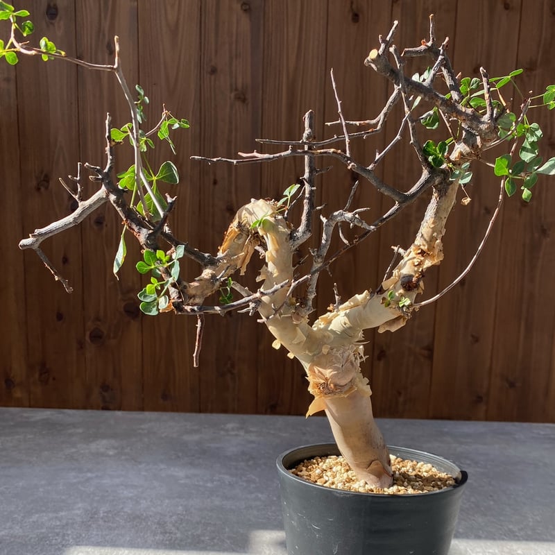 2 コミフォラ　カタフ　ピュア コミフォラ カタフ ピュア No.1418 | misomaru_base