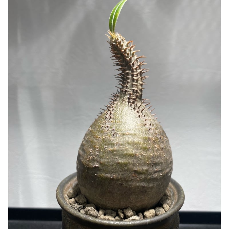 42.パキポディウム グラキリス パキポディウム グラキリス No.423 | misomaru_base