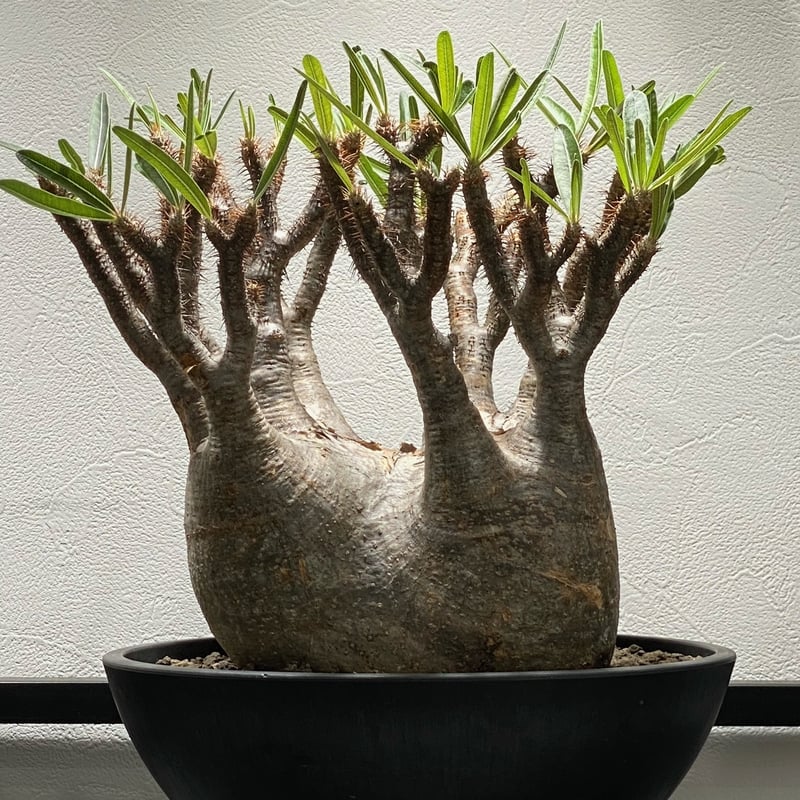 パキポディウム グラキリス No.213 | misomaru_base