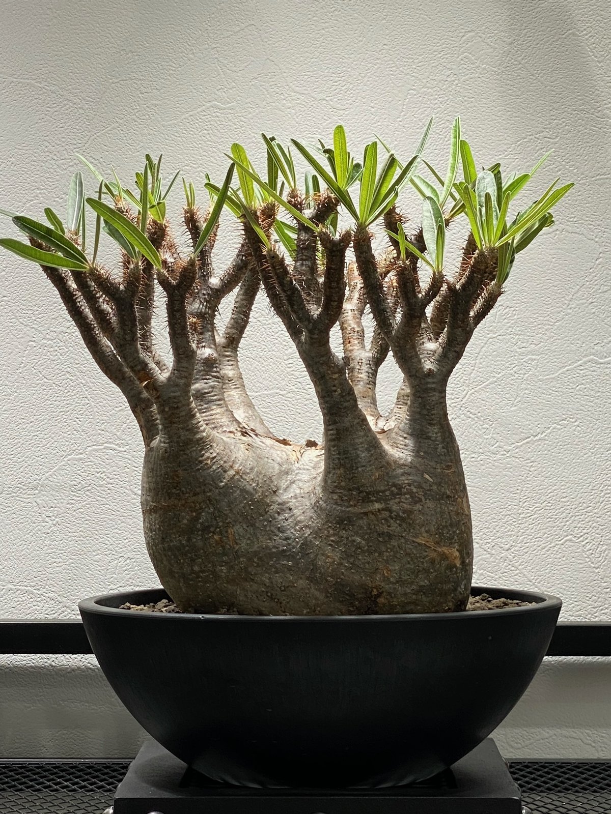 パキポディウム グラキリス(真ん中のみ) パキポディウム グラキリス No.213 | misomaru_base